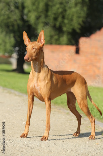 pharaoh hound dog in front of wall of old red bricks 