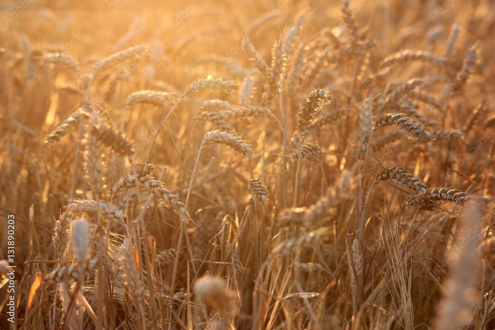 Fototapeta premium Champ de blé au soleil en été avant la récolte des céréales