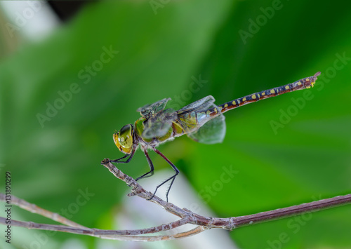 Common Green Skimmer(Anax guttatus), beautiful dragonfly on branch.