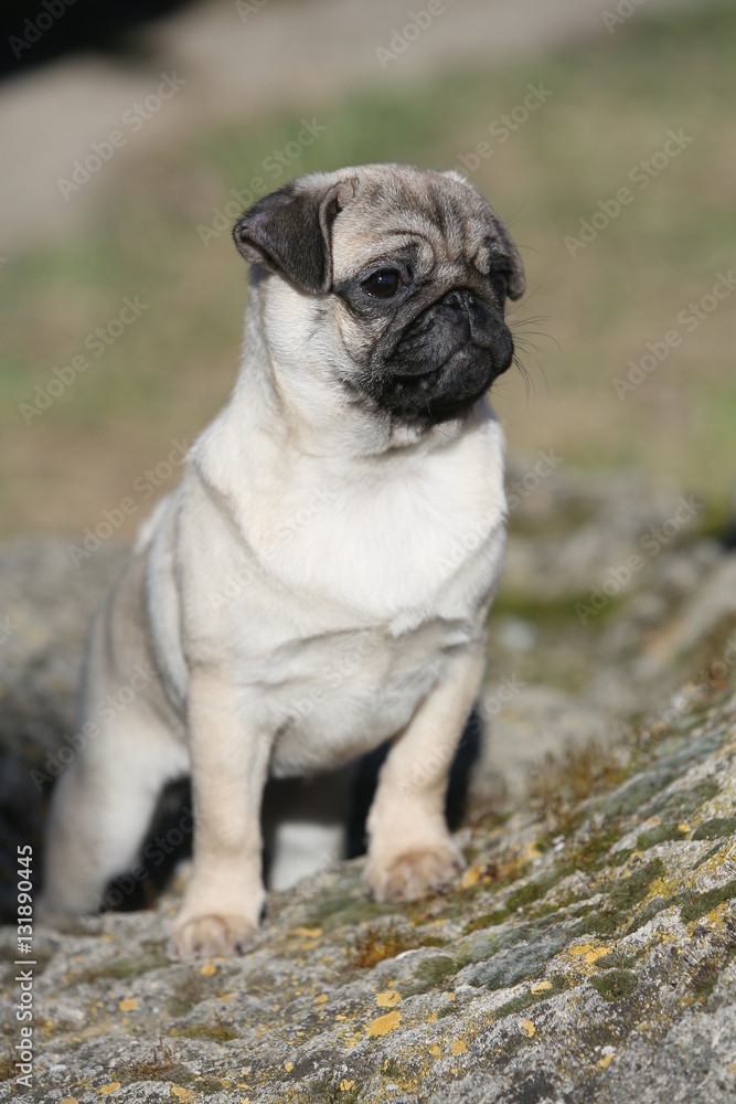 Funny cute pug puppy standing on a big rock