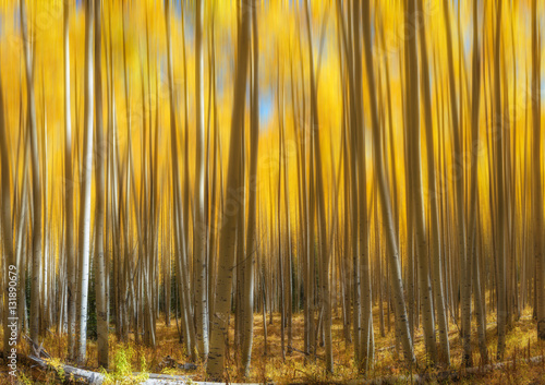 Abstract motion blur of Yellow Aspen Trees 