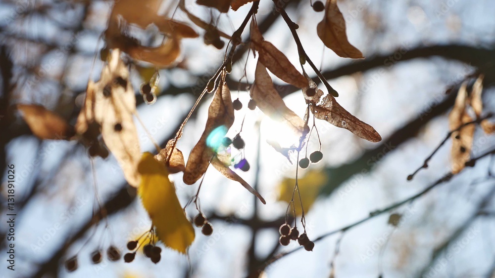 autumn maple helicopter branches tree swaying nature Stock Photo