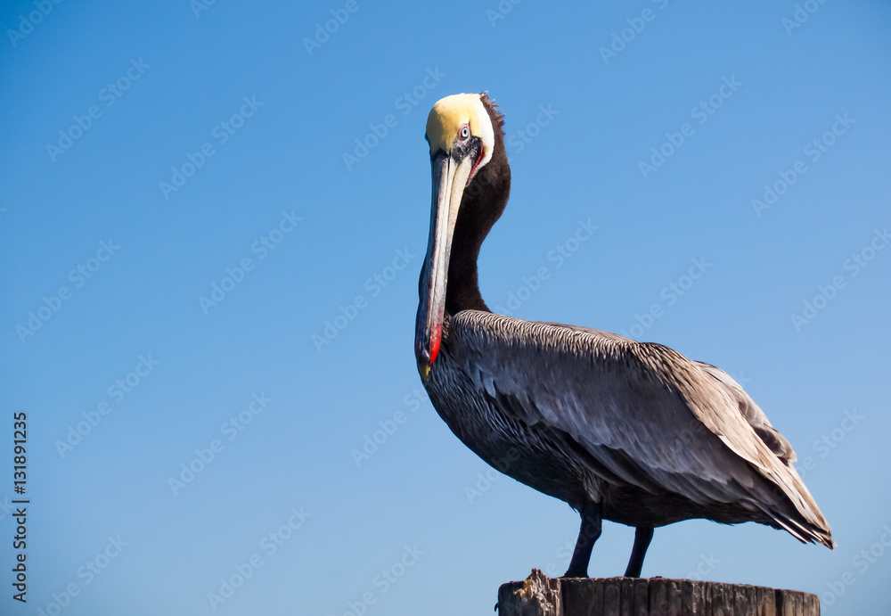 Fototapeta premium Alaskan Brown Pelican - Close up of a Alaskan Brown Pelican