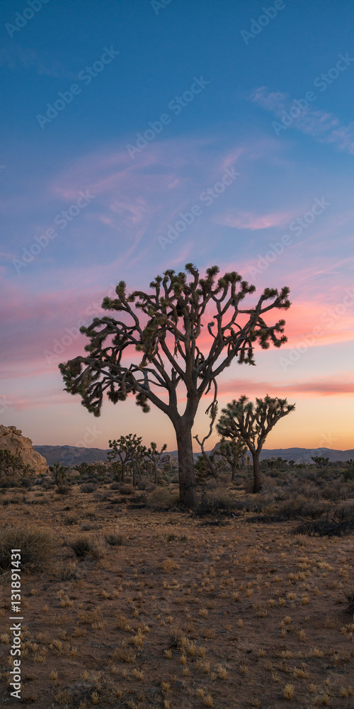 Obraz premium Large Joshua Tree Sunset