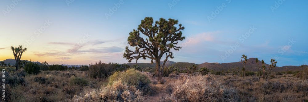 Sunset panorama of a large Joshua Tree  - obrazy, fototapety, plakaty 