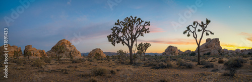 Gorgeous Sunset Joshua Tree Landscape  © Michael