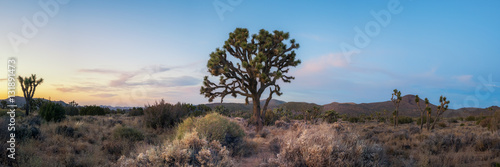 Sunset panorama of a large Joshua Tree 