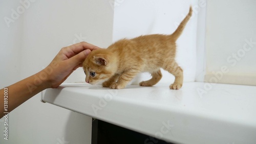 ginger kitten walking on cat the windowsill in the house