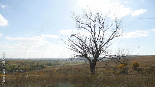 old dry tree in the autumn without leaves dry grass nature landscape