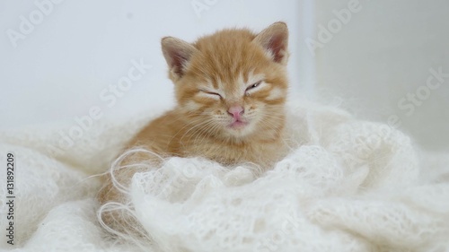 ginger kitten sleeps wrapped in white knitted scarf fluff cat
