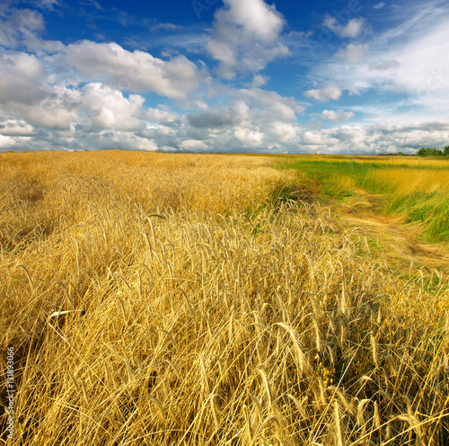 Wheat field against a blue sky