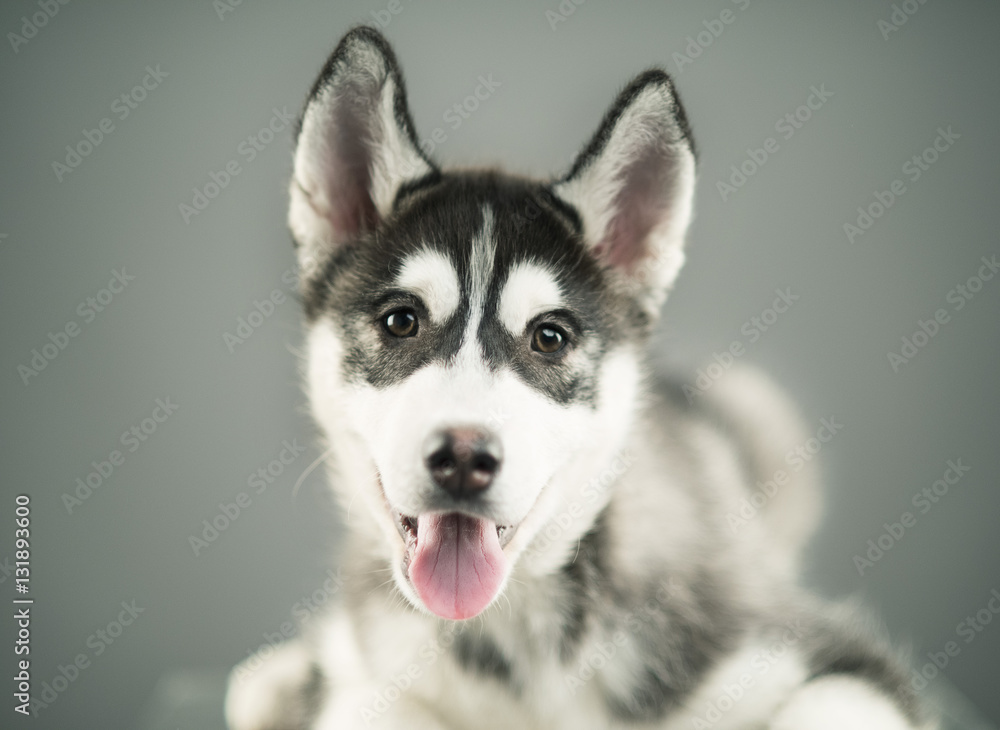 Husky portrait