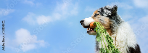 Hund im Seitenprofil mit einer Karotte im Maul vor blauem Himmel mit weißen Wölkchen
