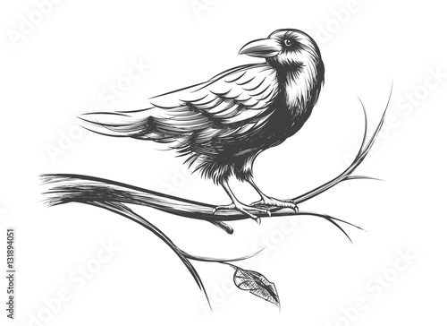 Raven or black crow sketches and silhouettes vector set
