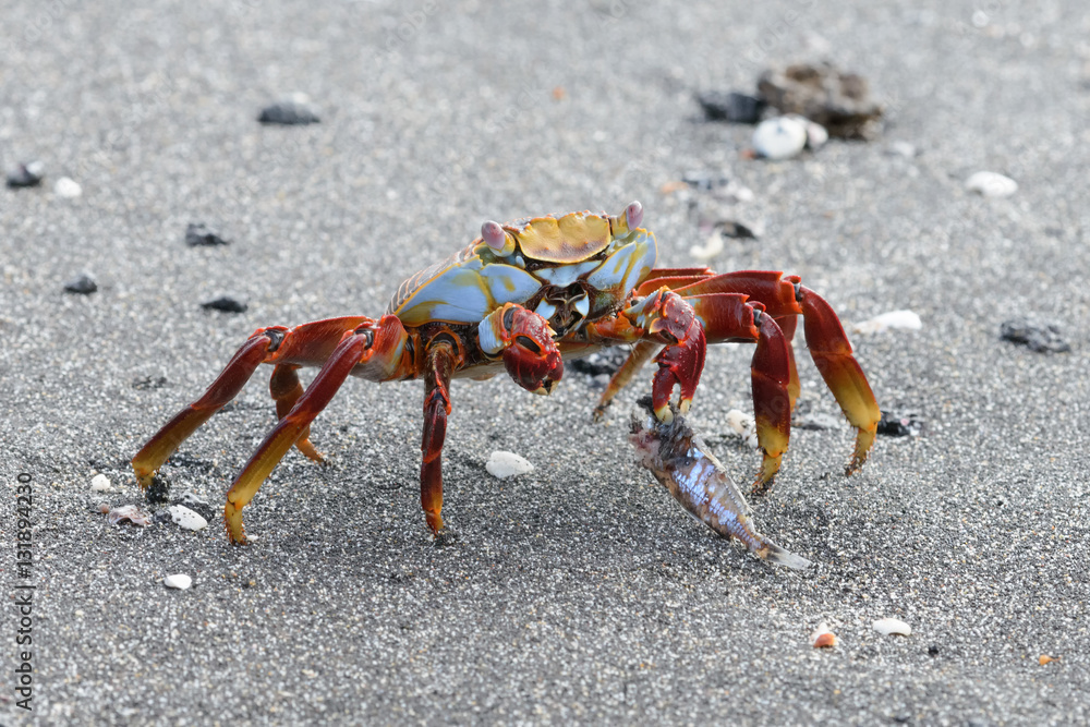 Fototapeta premium Sally Lightfoot Crab 