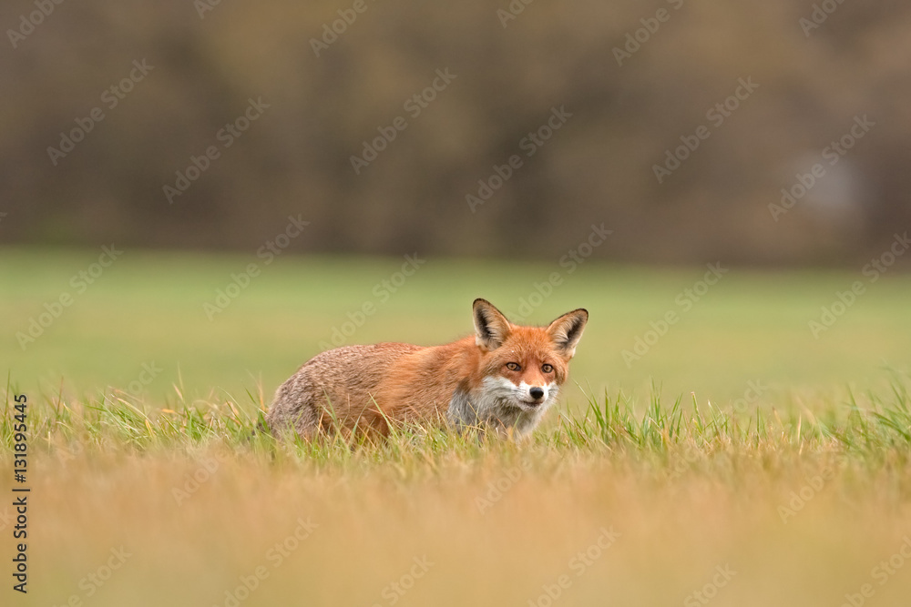  red fox, vulpes vulpes, Czech republic