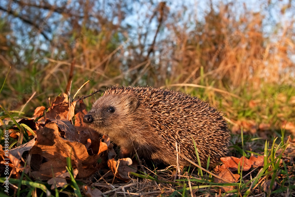 european hedgehog, erinaceus europaeus, Czech republic european hedgehog, erinaceus europaeus, Czech republic
