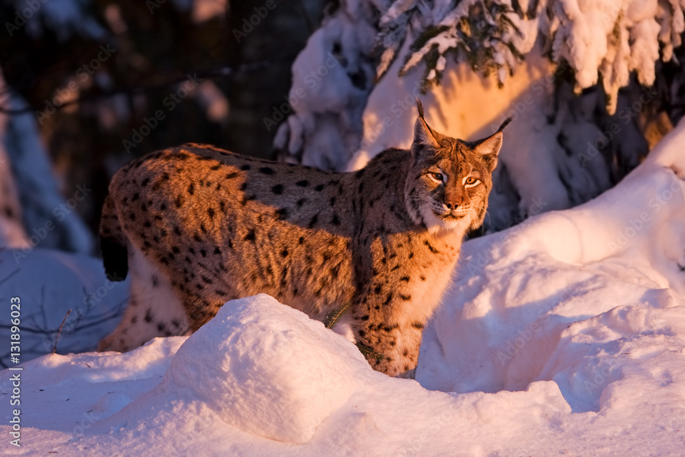 Fototapeta premium eurasian lynx, lynx lynx, Germany
