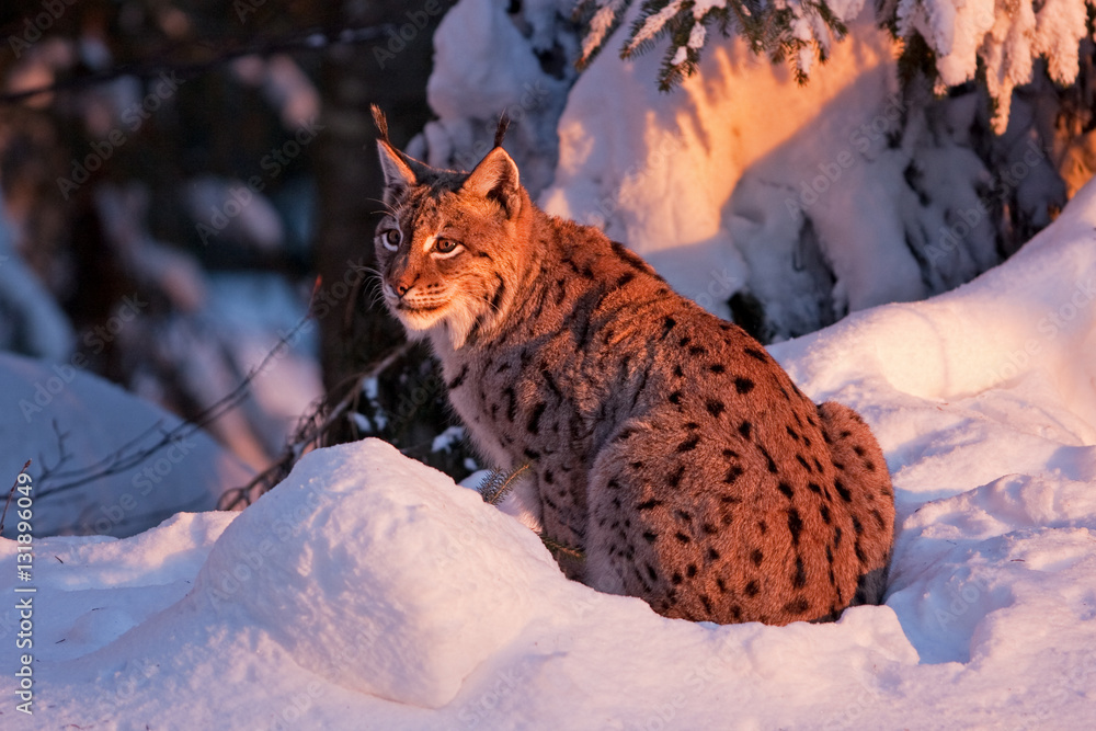 eurasian lynx, lynx lynx, Germany Stock Photo | Adobe Stock