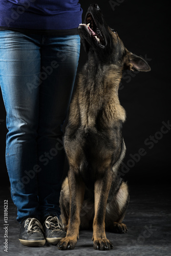 Young female multi-coloured German Shepherd dog paying attention to boss