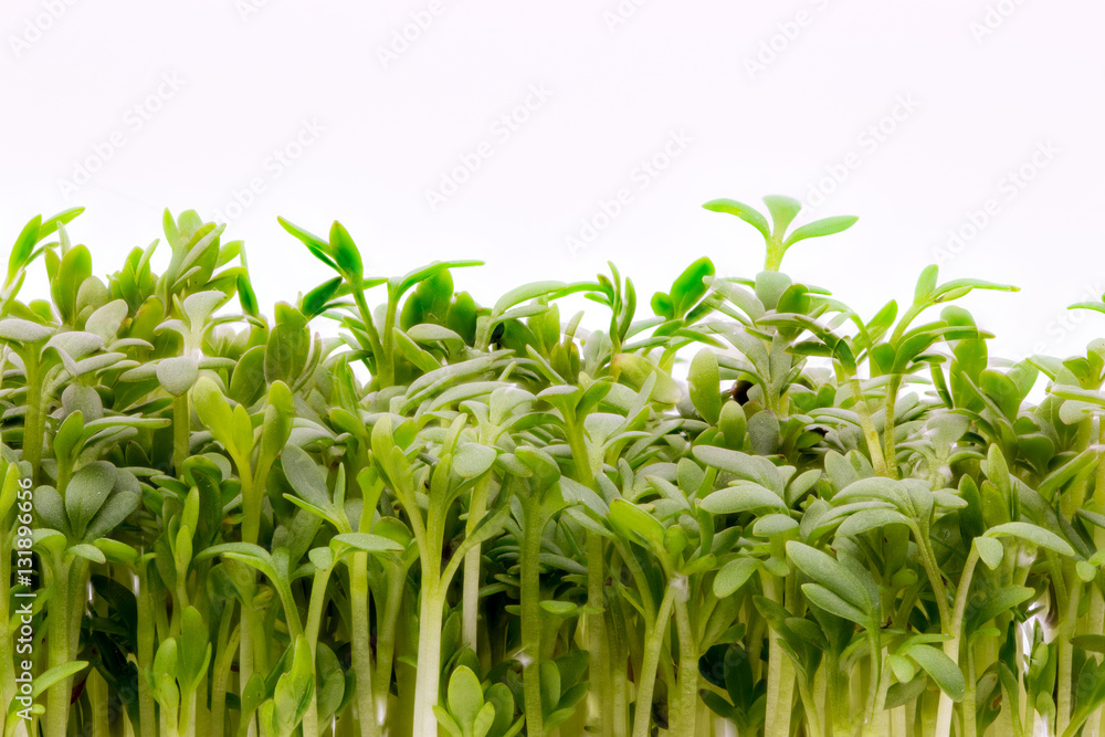 Fresh green watercress