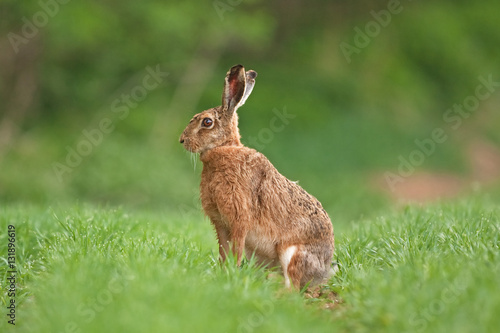 european hare, lepus europaeus, czech republic © prochym