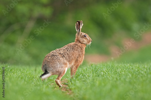 european hare, lepus europaeus, czech republic
