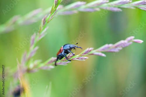 Insect on a plant in the field