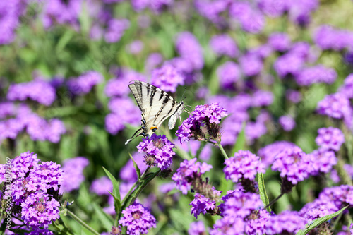 Iphiclides Podalirius butterfy on Verbena Venosa gillies & hook flowers photo