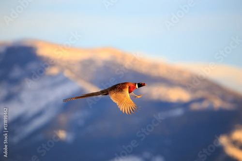 Male Pheasant in Flight.