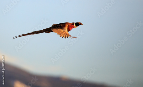 Male Pheasant in Flight.