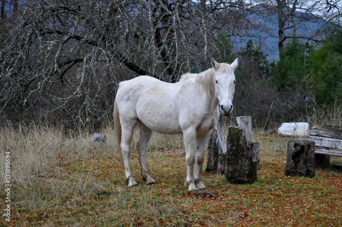 White horse at Patagonia landscape..