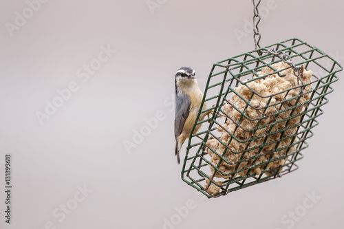 Red Breasted Nuthatch photo