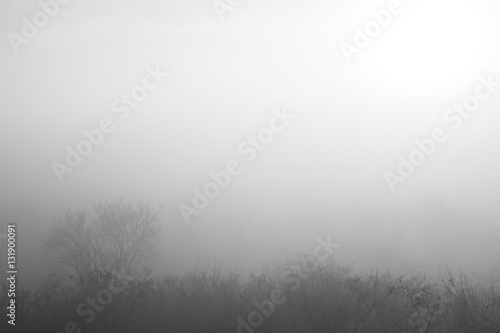 Forest in thick and mysterious fog