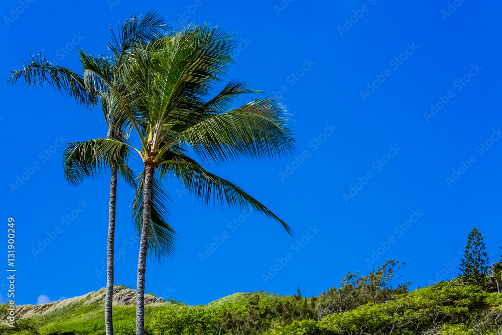 椰子の木
