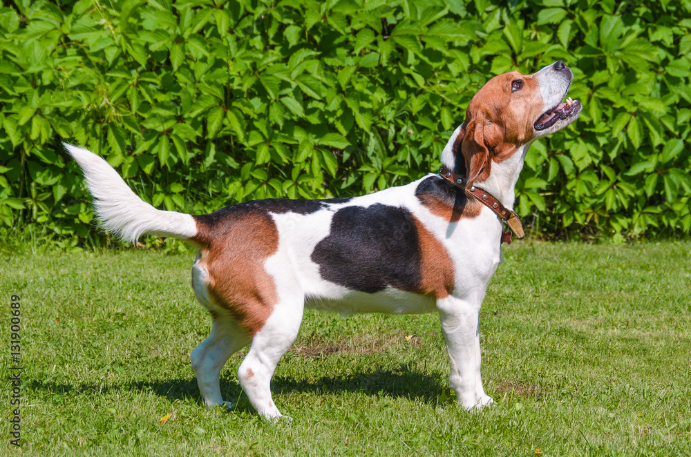 English beagle of the hunting dog