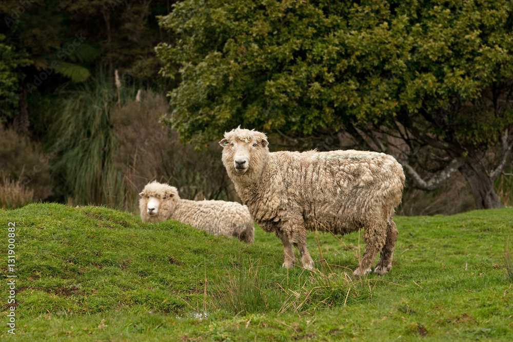 Fototapeta premium New Zealand, grazing, sheep