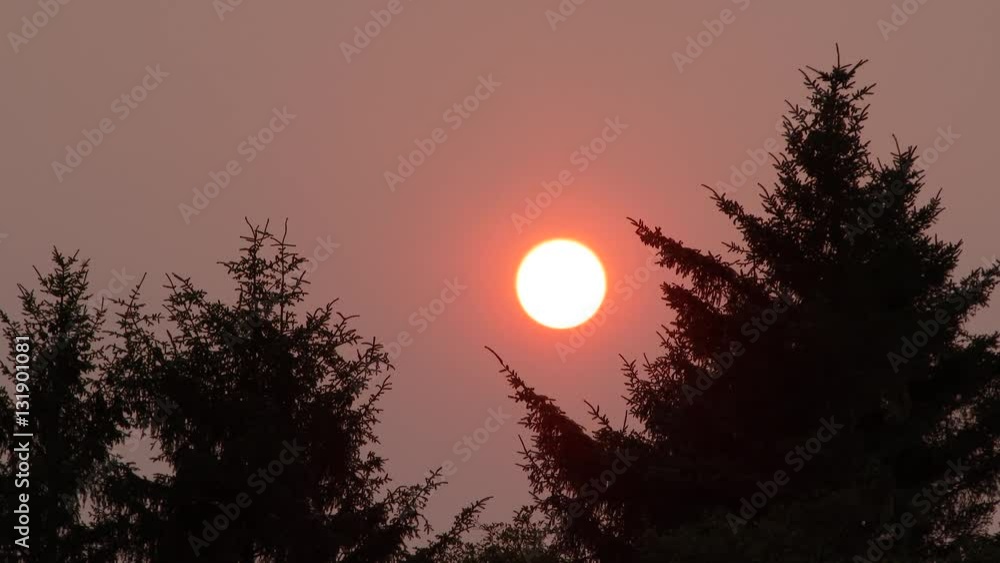 Birds fly away from evergreen trees as sun sets through hazy sky from close by forest fire in Washington State. Birds fly away from evergreen trees as sun sets through hazy sky from close by forest fire in Washington State.