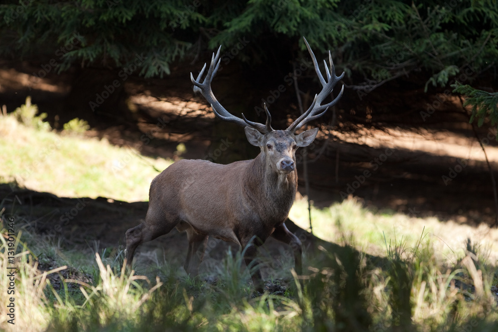 Fototapeta premium red deer, cervus elaphus, Czech republic