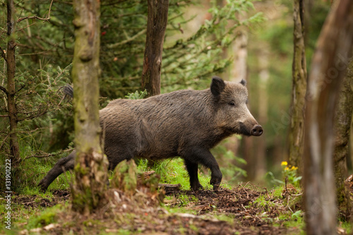 Fotografia wild boar, sus scrofa, czech republic