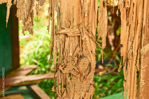 Close up part of a wood decay from termites eat
