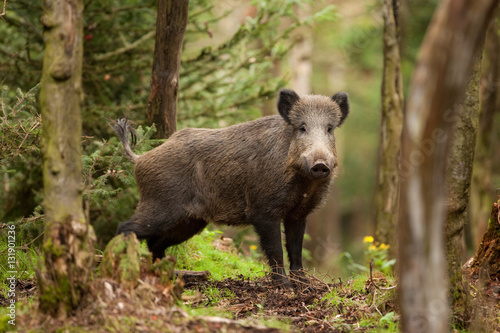 Fotografiet wild boar, sus scrofa, czech republic