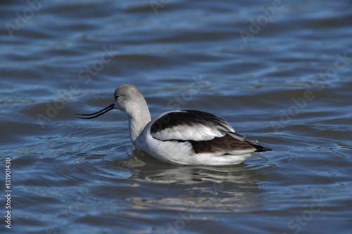 Avocet in winter plumage swimming in lake