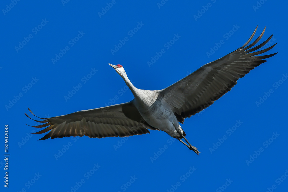Fototapeta premium Sandhill Crane flying overhead wings spread