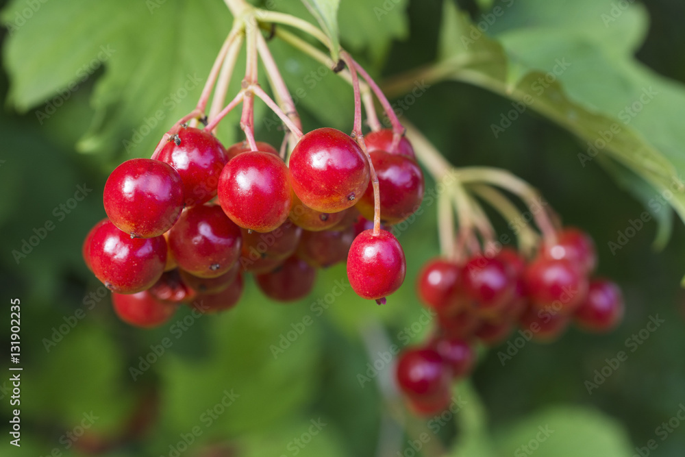 Red bunch of viburnum on a background of green leaves Red bunch of viburnum on a background of green leaves