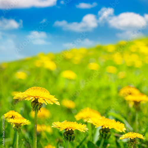 Foreground dandelions in sharp focus against a field of blurry dandelions spreading to the horizon