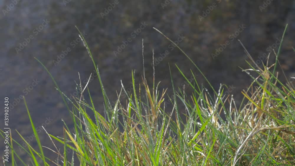 Morning dew on grass backlit by summer sunlight as mist rises with water reflections in background at Chasewater water reservoir and nature park in England Morning dew on grass backlit by summer sunlight as mist rises with water reflections in background at Chasewater water reservoir and nature park in England