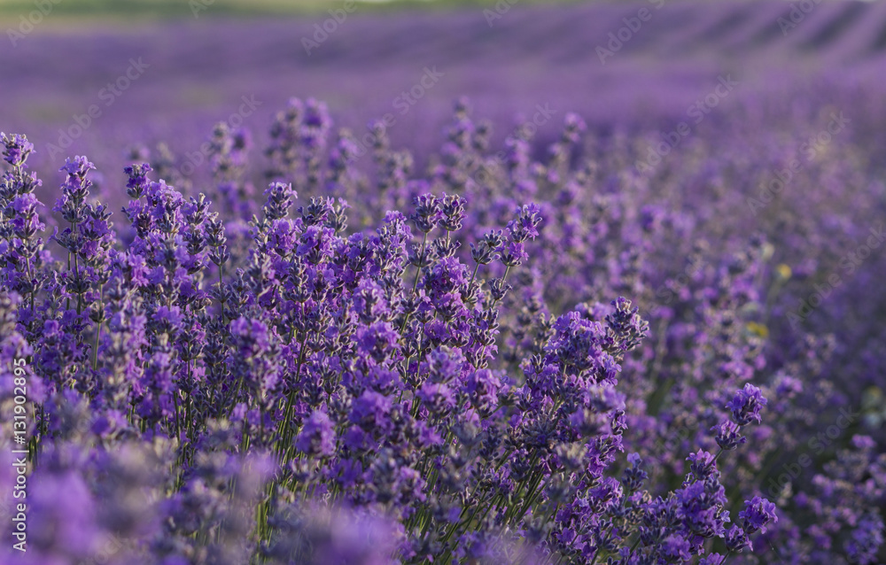 Obraz premium Lavender flowers blooming on field in the summer