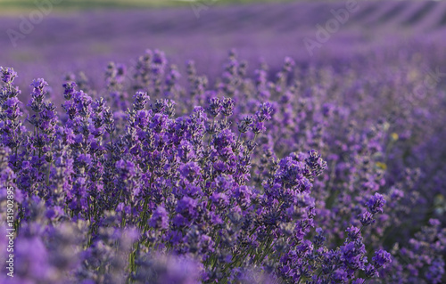 Lavender flowers blooming on field in the summer