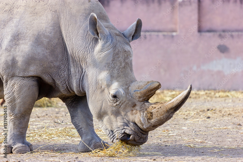 Both black and white rhinoceroses are actually gray. They are different not in color but in lip shape. The black rhino has a pointed upper lip, while its white relative has a squared lip. Both black and white rhinoceroses are actually gray. They are different not in color but in lip shape. The black rhino has a pointed upper lip, while its white relative has a squared lip.